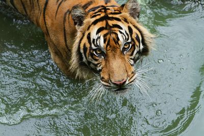 High angle portrait of tiger in water at zoo