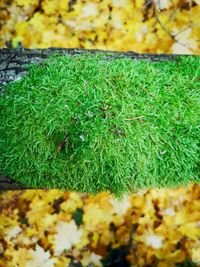 Close-up of moss growing on land