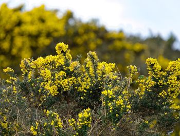 yellow