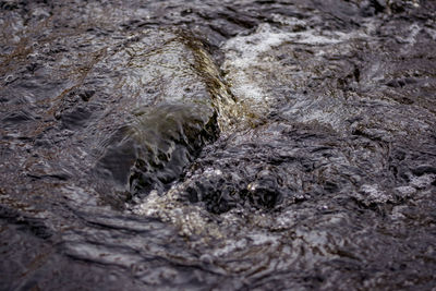 Close-up of crocodile in water