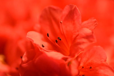 Close-up of pink flower