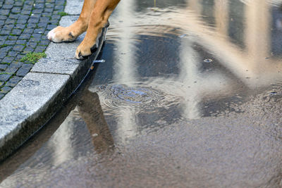 Low section of dog standing in puddle on street