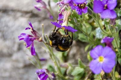 Close-up of honey bee pollinating flower