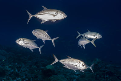 View of fish swimming in sea