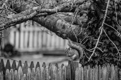 Close-up of old fence against trees