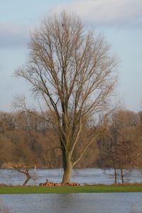 Bare tree by lake against sky during winter