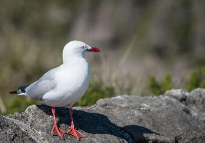 Close-up of seagull perching on rock