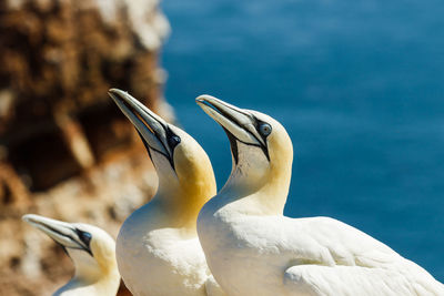 Close-up of birds against sea