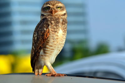Close-up of owl perching on car