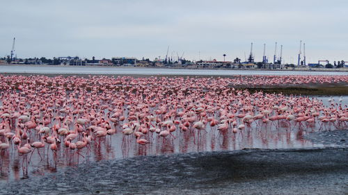 Scenic view of flamingos beside river against cloudy sky