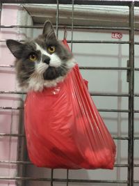 Portrait of cat looking away