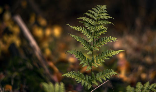 Close-up of pine tree on field