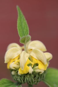 Close-up of yellow rose flower