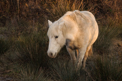 High angle view of horse standing on grassy field