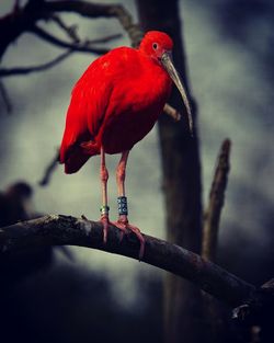 Close-up of bird perching on branch