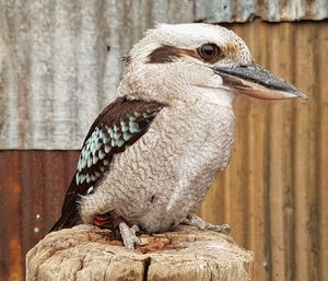 Close-up of bird perching on wooden post