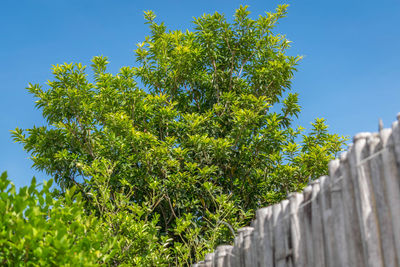 Low angle view of trees against clear blue sky