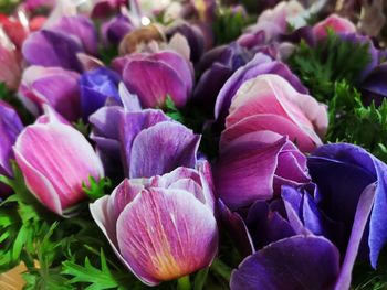 Close-up of pink flowering plants