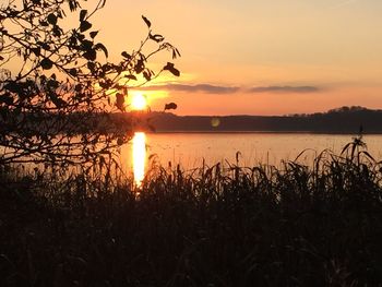 Silhouette plants by lake against sky during sunset