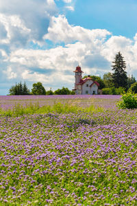 Flowers growing on field by building against sky