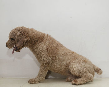 Side view of a dog over snow