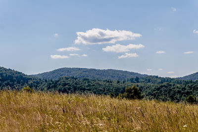 Scenic view of field against sky