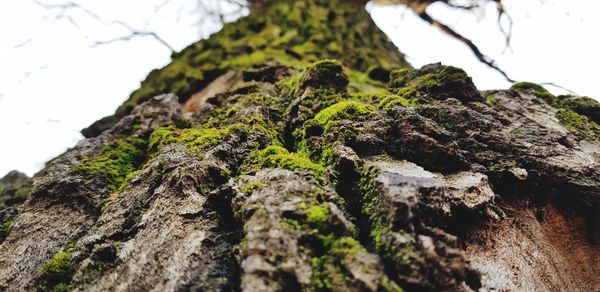 Low angle view of moss on rock