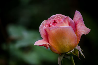 Close-up of pink rose