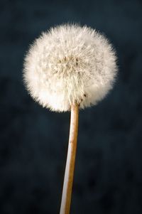 Close-up of dandelion flower