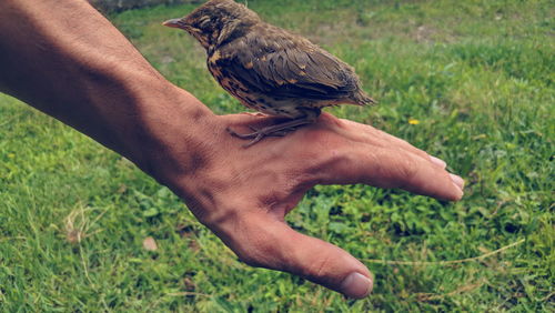 Close-up of hand holding bird on field