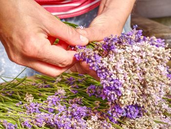 Midsection of person holding purple flowering plants