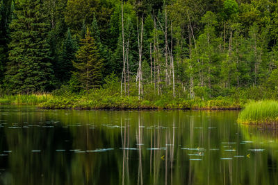Trees reflecting on calm lake at forest