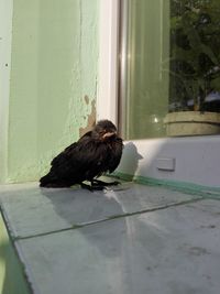 Black bird in a window
