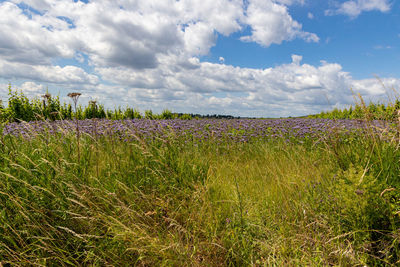 Scenic view of field against sky