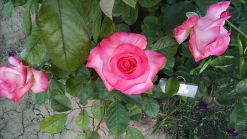 Close-up of pink rose