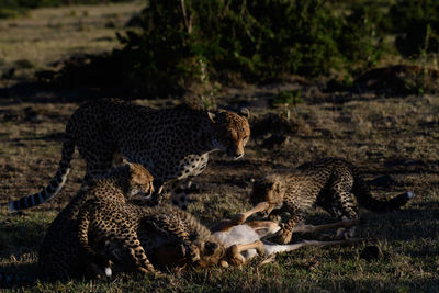 Cheetah walking on field