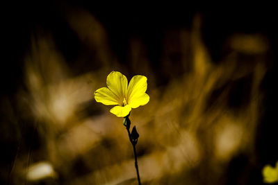 Close-up of yellow flowering plant