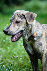 Close-up of a dog on field