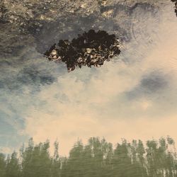 Reflection of trees in water