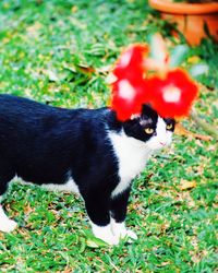 Close-up of cat on grass