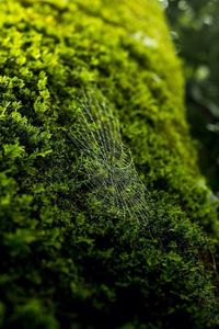 Close-up of moss growing on tree trunk