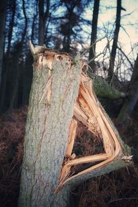 Close-up of tree trunk in forest