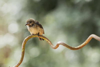 Close-up of bird perching on branch