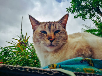 Portrait of a cat