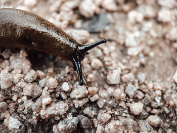 Close-up of a snail