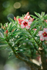 Close-up of pink flowering plant