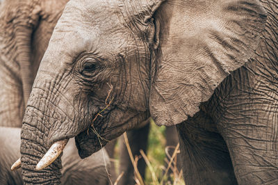 Close-up of elephant