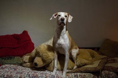 Portrait of dog relaxing at home