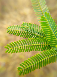 Close-up of fern leaves