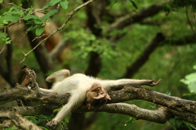 Monkey sitting on tree branch